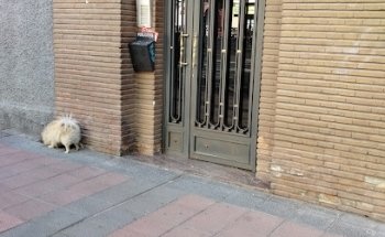 TINCURI